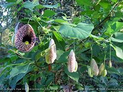 Image result for aristolochia