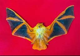 Image result for Upside Down Bat with Wings Spread