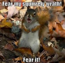 Image result for Crazy Squirrel Meme