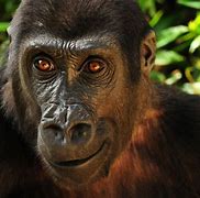 Image result for Female Silverback