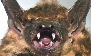 Image result for Laughing Bat