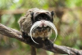 Image result for Unusual Animals