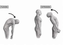 Image result for Lumbar Spine Flexion