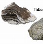 Image result for Petrified Fossils Examples