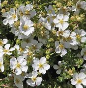 Image result for POTENTILLA FRUT. ABBOTTSWOOD