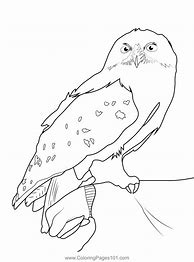Image result for Harry Potter Hedwig Coloring Pages