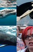 Image result for Whale Bomb