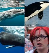 Image result for Bloated Whale Carcass