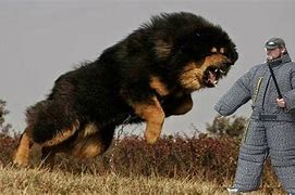 Image result for World Biggest Strongest Dog