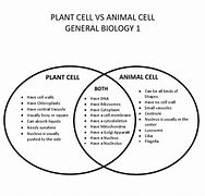 Image result for Difference Between Plant and Animal Cells Venn Diagram