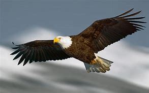 Image result for Bald Eagle Flying Jpg