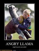 Image result for Happy Birthday Llama Meme