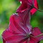 Image result for Clematis viticella BURNING LOVE