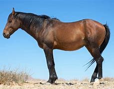 Image result for African Horse Breeds