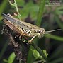 Image result for Red-legged Grasshopper