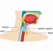Image result for What Does an Adam's Apple Look Like