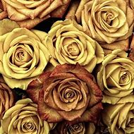 Image result for Gold Non-Real Roses