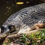 Image result for gavial