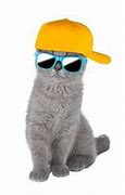 Image result for Cool Cat Movie