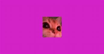 Image result for Discord Cat Stickers