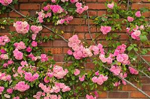 Image result for Climbing Roses On Wall