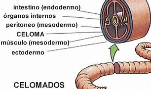 Image result for celomado