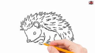 Image result for Hedgehog Side View Drawing