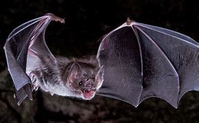 Image result for Vampire Bat Blood