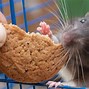 Image result for Baby Rat vs Mouse