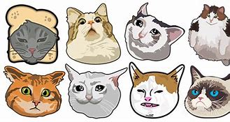 Image result for Cat News Meme