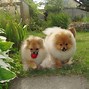 Image result for Cute Fluffy Dog Breeds