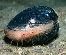 Image result for Old Clams