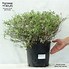 Image result for Abelia x grandiflora Sparkling Silver