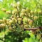Image result for Pistachio Nut Tree