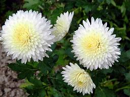 Image result for White Chrysanthemum Wallpaper
