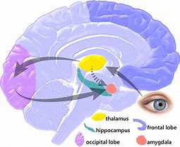 Image result for Amygdala Anxiety