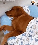 Image result for Friday Sleepy Puppy