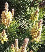 Image result for Pinus mugo Kissen