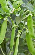 Image result for Pea Plant