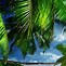 Image result for tropical