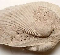 Image result for Fossolized Clam