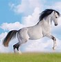 Image result for HD Horse Background