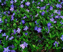 Image result for Vinca Minor Ground Cover Plants