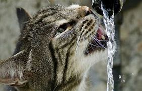Image result for Animals Dying of Thirst