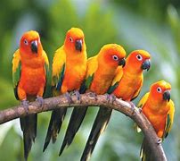 Image result for Parrot Heads in Paradise