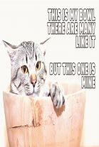 Image result for Epic Cat Memes