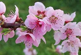 Image result for Prunus persica Johny Brack