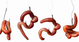 Image result for Worm On Hook Pic