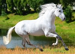 Image result for Arabian Andalusian Horse