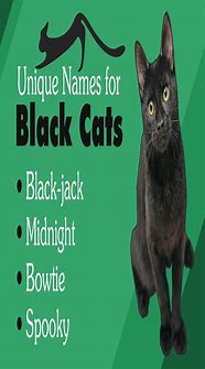 Image result for Cute Black Cat Names